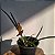 Brassocattleya Sunny delight (Brassavola perrini x C. aurantiaca) MUDA - Imagem 5