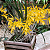 Brassocattleya Sunny delight (Brassavola perrini x C. aurantiaca) MUDA - Imagem 1