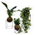 KIT 3 FOLHAGENS KOKEDAMA DE PACOVÁ, HERA ESTRELA E PEIXINHO VERDE COM SUPORTE - Imagem 1