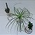 KIT 3 KOKEDAMA: PEIXINHO, PATA DE ELEFANTE E CACTO COM SUPORTE - Imagem 2
