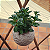 KIT 3 KOKEDAMA: PEIXINHO, PATA DE ELEFANTE E CACTO COM SUPORTE - Imagem 6