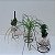 KIT 3 KOKEDAMA: PEIXINHO, PATA DE ELEFANTE E CACTO COM SUPORTE - Imagem 4