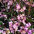 DENDROBIUM NOBILE (CORES DIVERSAS) - COM FLOR - Imagem 14