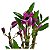 DENDROBIUM NOBILE (CORES DIVERSAS) - COM FLOR - Imagem 8