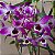 DENDROBIUM NOBILE (CORES DIVERSAS) - COM FLOR - Imagem 11