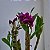DENDROBIUM NOBILE (CORES DIVERSAS) - COM FLOR - Imagem 13