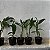 DENDROBIUM NOBILE (CORES DIVERSAS) - COM FLOR - Imagem 4