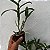 DENDROBIUM NOBILE (CORES DIVERSAS) - COM FLOR - Imagem 3