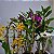 DENDROBIUM NOBILE (CORES DIVERSAS) - COM FLOR - Imagem 15