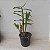 DENDROBIUM NOBILE (CORES DIVERSAS) - COM FLOR - Imagem 5