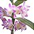 DENDROBIUM NOBILE (CORES DIVERSAS) - COM FLOR - Imagem 9