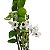 DENDROBIUM NOBILE (CORES DIVERSAS) - COM FLOR - Imagem 10