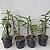 DENDROBIUM NOBILE (CORES DIVERSAS) - COM FLOR - Imagem 7