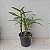 DENDROBIUM NOBILE (CORES DIVERSAS) - COM FLOR - Imagem 6