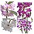 DENDROBIUM NOBILE (CORES DIVERSAS) - COM FLOR - Imagem 1
