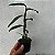 DENDROBIUM NOBILE (CORES DIVERSAS) - COM FLOR - Imagem 2