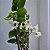 DENDROBIUM NOBILE (CORES DIVERSAS) - COM FLOR - Imagem 12