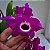 DENDROBIUM NOBILE (CORES DIVERSAS) - COM FLOR - Imagem 16