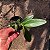 KIT 4 ORQUÍDEAS CATTLEYA ESPÉCIE - Imagem 4
