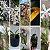 KIT MINI ORQUÍDEAS - Imagem 1