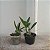 Kit Orquídeas para Colecionar 5 Espécies - Imagem 2