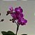 MINI PHALAENOPSIS COM FLOR - CORES VARIADAS - Imagem 3