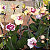 MINI PHALAENOPSIS COM FLOR - CORES VARIADAS - Imagem 8