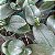 MINI PHALAENOPSIS COM FLOR - CORES VARIADAS - Imagem 6
