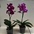 MINI PHALAENOPSIS COM FLOR - CORES VARIADAS - Imagem 2