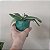 MINI PHALAENOPSIS COM FLOR - CORES VARIADAS - Imagem 7
