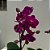 MINI PHALAENOPSIS COM FLOR - CORES VARIADAS - Imagem 4