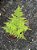 Planta Ornamental Melindre Muda Pequena - Imagem 2