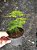 Planta Ornamental Melindre Muda Pequena - Imagem 3