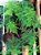 Planta Ornamental Melindre Muda Pequena - Imagem 1