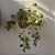 KOKEDAMA DE PEPEROMIA PENDENTE GRANDE - FIBRA DE COCO - Imagem 6
