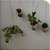 KOKEDAMA DE PEPEROMIA PENDENTE GRANDE - FIBRA DE COCO - Imagem 7