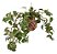 KOKEDAMA DE PEPEROMIA PENDENTE GRANDE - FIBRA DE COCO - Imagem 1