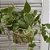 KOKEDAMA DE PEPEROMIA PENDENTE GRANDE - FIBRA DE COCO - Imagem 4