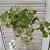 KOKEDAMA DE PEPEROMIA PENDENTE GRANDE - FIBRA DE COCO - Imagem 2