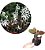Kit 2 Ludisia Discolor Orquídea Pipoca Joia Terrestre Rara - Imagem 2