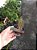 Kit 2 Ludisia Discolor Orquídea Pipoca Joia Terrestre Rara - Imagem 6