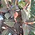 Kit 2 Ludisia Discolor Orquídea Pipoca Joia Terrestre Rara - Imagem 8