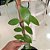 VANILLA PLANIFOLIA (BAUNILHA) - KIT 6 - Imagem 9