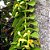 VANILLA PLANIFOLIA (BAUNILHA) - KIT 6 - Imagem 1