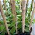 VANILLA PLANIFOLIA (BAUNILHA) - KIT 6 - Imagem 8