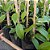 VANILLA PLANIFOLIA (BAUNILHA) - KIT 6 - Imagem 7