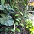 VANILLA PLANIFOLIA (BAUNILHA) - KIT 6 - Imagem 3