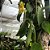 VANILLA PLANIFOLIA (BAUNILHA) - KIT 6 - Imagem 2
