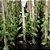VANILLA PLANIFOLIA (BAUNILHA) - KIT 6 - Imagem 5