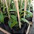 VANILLA PLANIFOLIA (BAUNILHA) - KIT 6 - Imagem 6